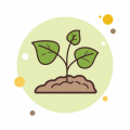 Zen Plant Arrangement